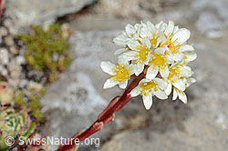 Saxifraga paniculata (C208871)