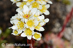 Saxifraga paniculata (C208872)
