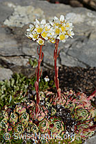 Saxifraga paniculata (C208873)