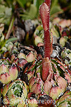 Saxifraga paniculata (C208875)