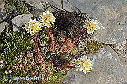 Saxifraga paniculata (C208877)