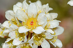 Saxifraga paniculata (C208892)
