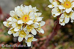 Saxifraga paniculata (C208893)