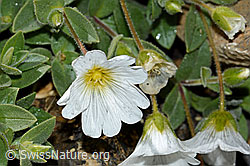 Cerastium latifolium (09.2021, C208920)