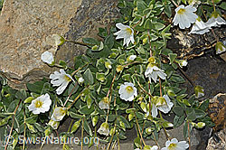 Cerastium latifolium (09.2021, C208922)