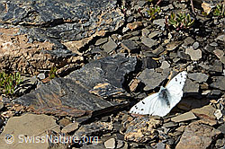 Pontia callidice (C208924)