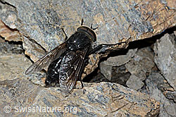 Hybomitra caucasica (C208933)