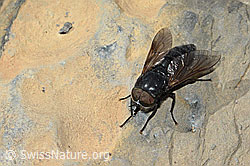 Hybomitra caucasica (C208935)