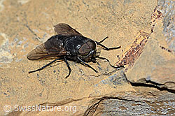Hybomitra caucasica (C208936)