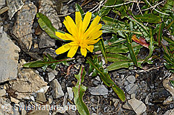 Berg-Milchkraut (Leontodon montanus) (C208946) Berg-Milchkraut (Leontodon montanus) (C208946)