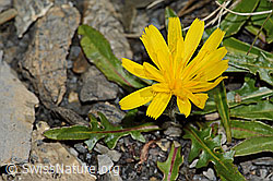 Berg-Milchkraut (Leontodon montanus) (C208947) Berg-Milchkraut (Leontodon montanus) (C208947)