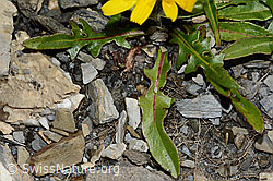 Berg-Milchkraut (Leontodon montanus) (C208948) Berg-Milchkraut (Leontodon montanus) (C208948)