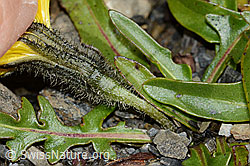 Berg-Milchkraut (Leontodon montanus) (C208950) Berg-Milchkraut (Leontodon montanus) (C208950)