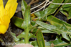 Berg-Milchkraut (Leontodon montanus) (C208951) Berg-Milchkraut (Leontodon montanus) (C208951)