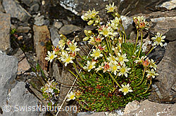 Photo: Saxifraga exarata ssp. moschata