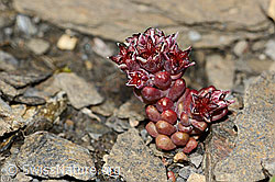 Sedum atratum (09.2021, C209011)