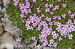 Silene acaulis (C209019)