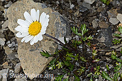 Gewöhnliche Alpenmargerite (Leucanthemopsis alpina) (C209021)