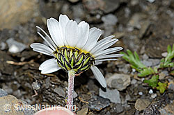 Gewöhnliche Alpenmargerite (Leucanthemopsis alpina) (C209026)