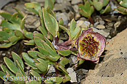 Gletscher-Hahnenfuss (Ranunculus glacialis) (C209029) Gletscher-Hahnenfuss (Ranunculus glacialis) (C209029)