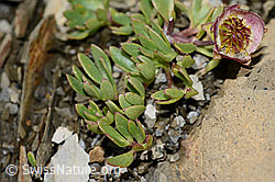 Gletscher-Hahnenfuss (Ranunculus glacialis) (C209030) Gletscher-Hahnenfuss (Ranunculus glacialis) (C209030)