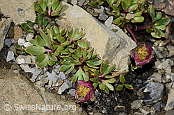 Gletscher-Hahnenfuss (Ranunculus glacialis) (C209031) Gletscher-Hahnenfuss (Ranunculus glacialis) (C209031)