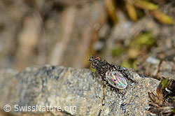 Scatella tenuicosta (Ephydridae) (C209045)