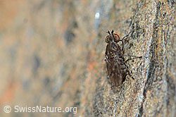 Scatella tenuicosta (Ephydridae) (09.2021, C209047)