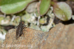 Scatella tenuicosta (Ephydridae) (C209050)