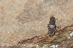 Scatella tenuicosta (Ephydridae) (C209052)