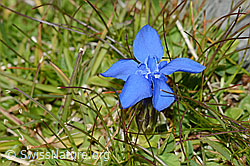 Gentiana verna (C209055)