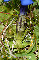 Gentiana verna (C209057)