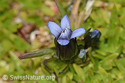 Gentiana tenella (C209065)