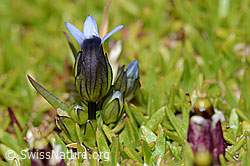 Gentiana tenella (C209067)