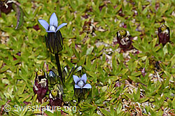Gentiana tenella (C209069)