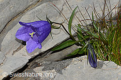 Niedliche Glockenblume (Campanula cochleariifolia) (C209070)