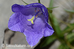 Niedliche Glockenblume (Campanula cochleariifolia) (C209071)