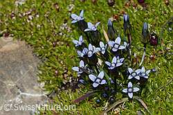 Gentiana tenella (C209078)