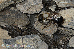 Felsheiden-Mauerbiene (Osmia inermis) (C209092)
