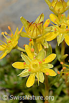 Bewimperter Steinbrech (Saxifraga aizoides) (C209096) Bewimperter Steinbrech (Saxifraga aizoides) (C209096)