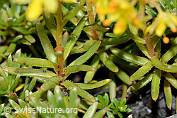 Bewimperter Steinbrech (Saxifraga aizoides) (C209098) Bewimperter Steinbrech (Saxifraga aizoides) (C209098)