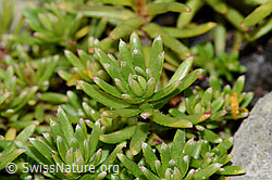 Bewimperter Steinbrech (Saxifraga aizoides) (C209099) Bewimperter Steinbrech (Saxifraga aizoides) (C209099)