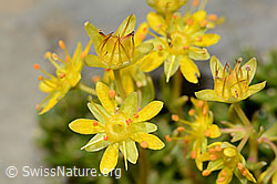 Bewimperter Steinbrech (Saxifraga aizoides) (C209100) Bewimperter Steinbrech (Saxifraga aizoides) (C209100)