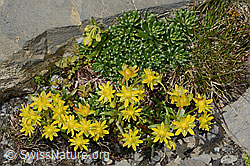 Bewimperter Steinbrech (Saxifraga aizoides) (C209101) Bewimperter Steinbrech (Saxifraga aizoides) (C209101)
