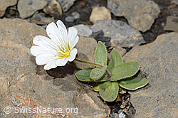 Cerastium latifolium (C209102)
