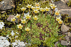 Saxifraga exarata ssp. moschata (09.2021, C209113)