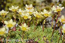 Photo: Saxifraga exarata ssp. moschata