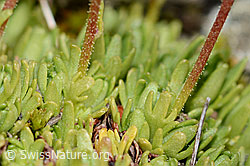Photo: Saxifraga exarata ssp. moschata