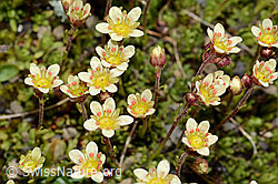 Photo: Saxifraga exarata ssp. moschata
