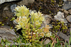 C209119: Dunkler Mauerpfeffer (Sedum atratum)